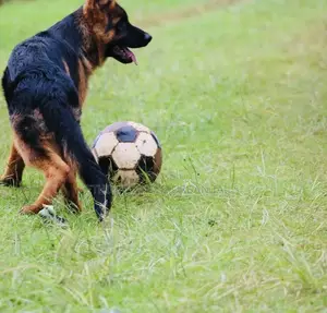 3-6 months Male Purebred German Shepherd