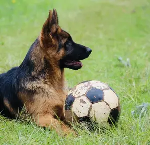 3-6 months Male Purebred German Shepherd