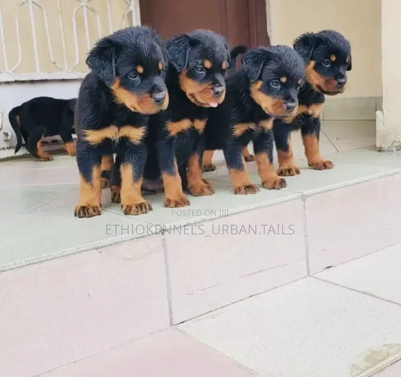 1-3 months Male Purebred Rottweiler
