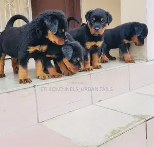 1-3 months Male Purebred Rottweiler