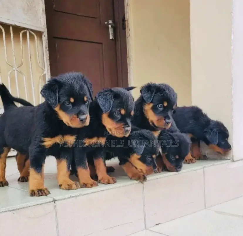 1-3 months Male Purebred Rottweiler