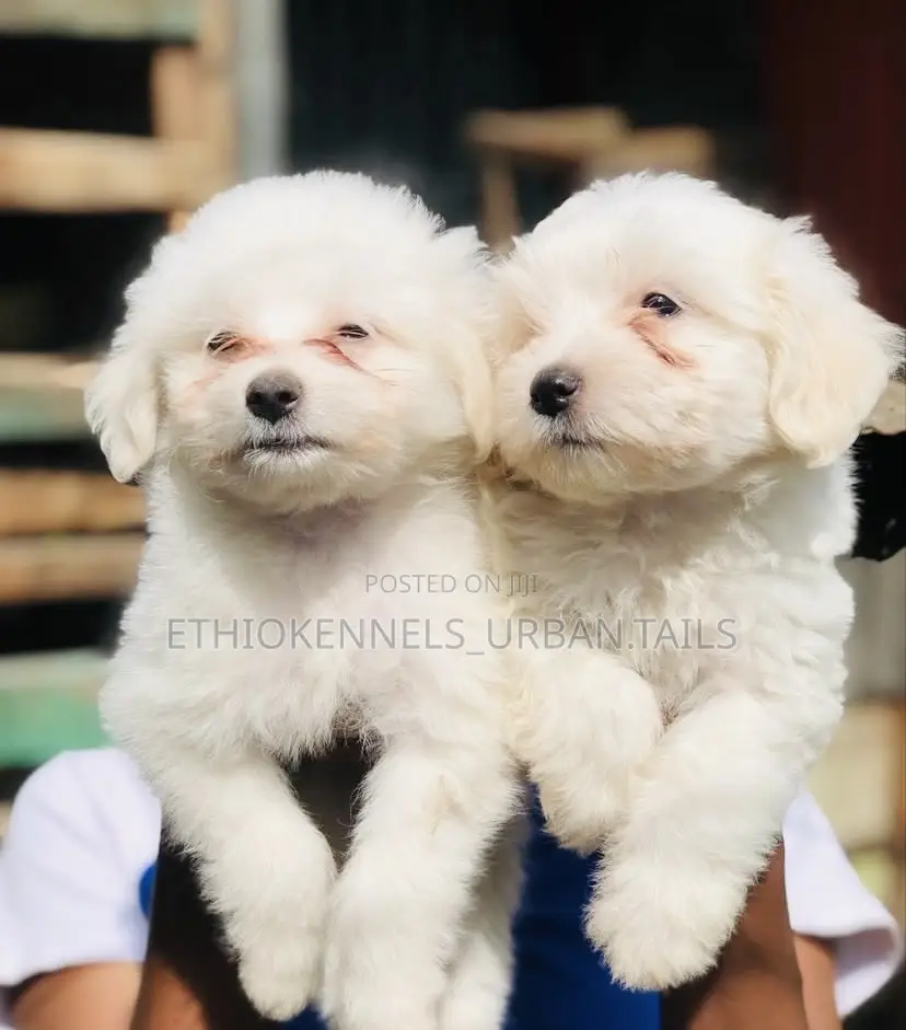 1-3 months Male Mixed Breed Maltese