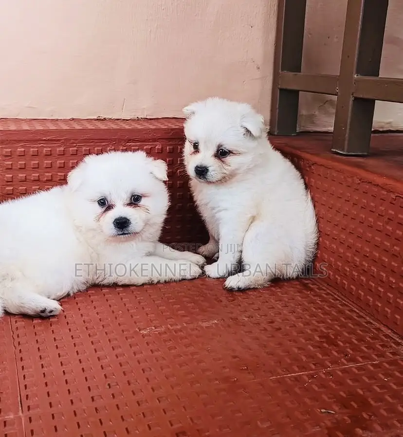 1-3 months Male Mixed Breed Maltese