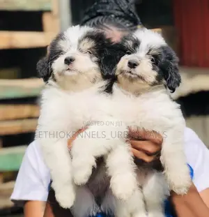 1-3 months Male Mixed Breed Maltese