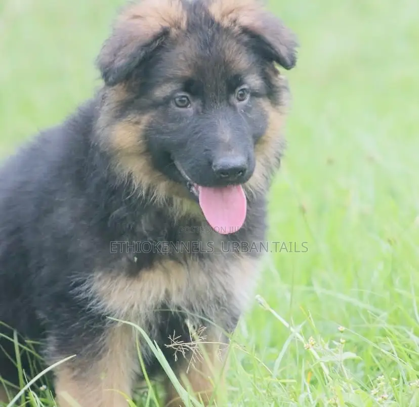 1-3 months Male Purebred German Shepherd