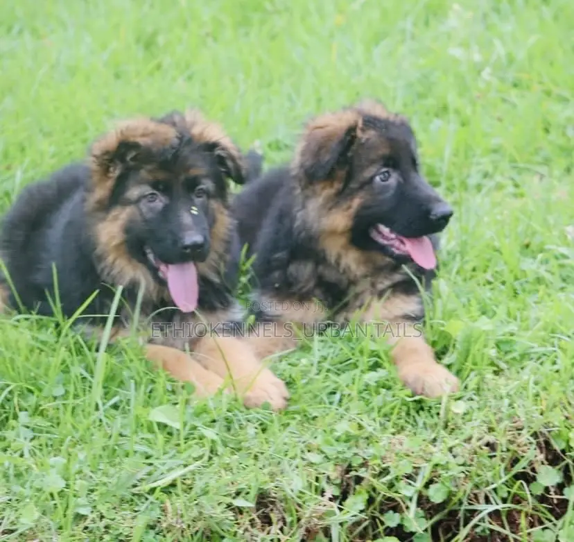 1-3 months Male Purebred German Shepherd