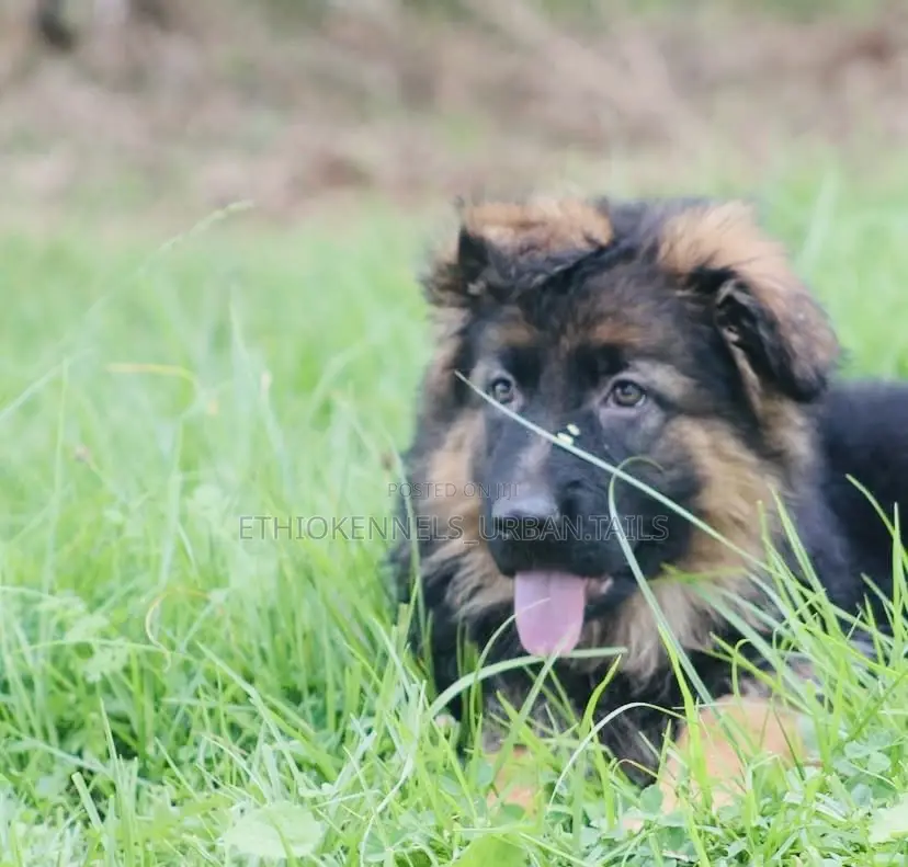 1-3 months Male Purebred German Shepherd