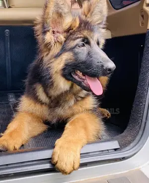 Photo - 1-3 months Female Purebred German Shepherd