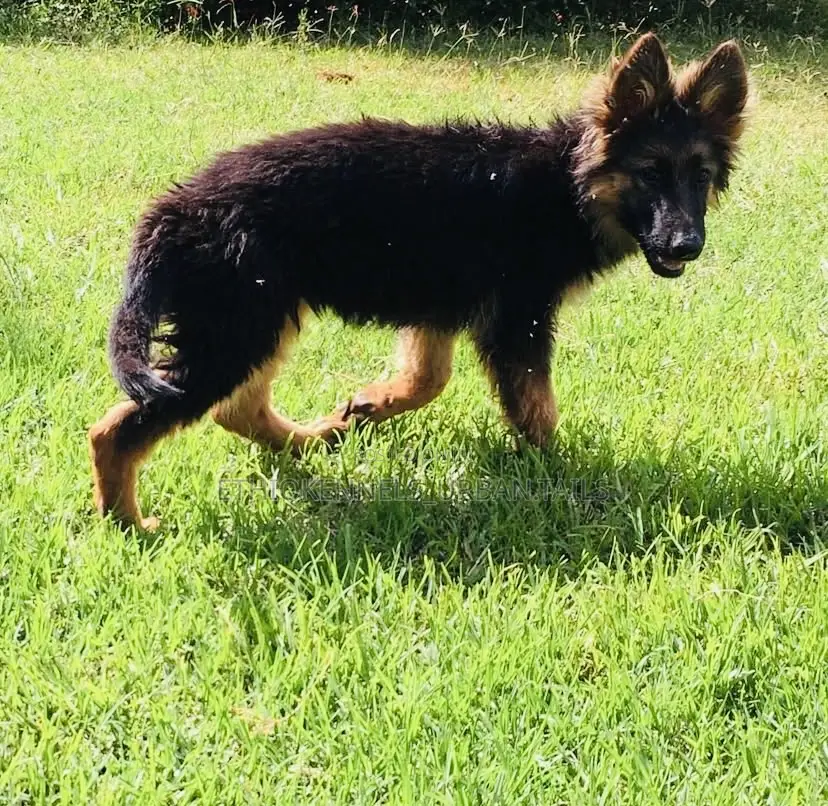 1-3 months Male Purebred German Shepherd