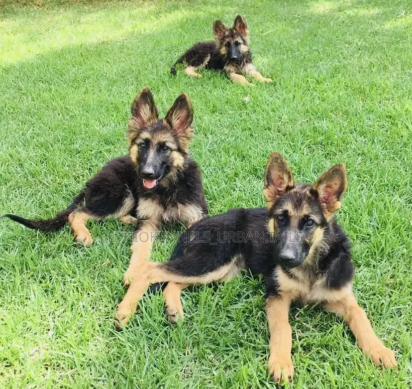 1-3 months Male Purebred German Shepherd