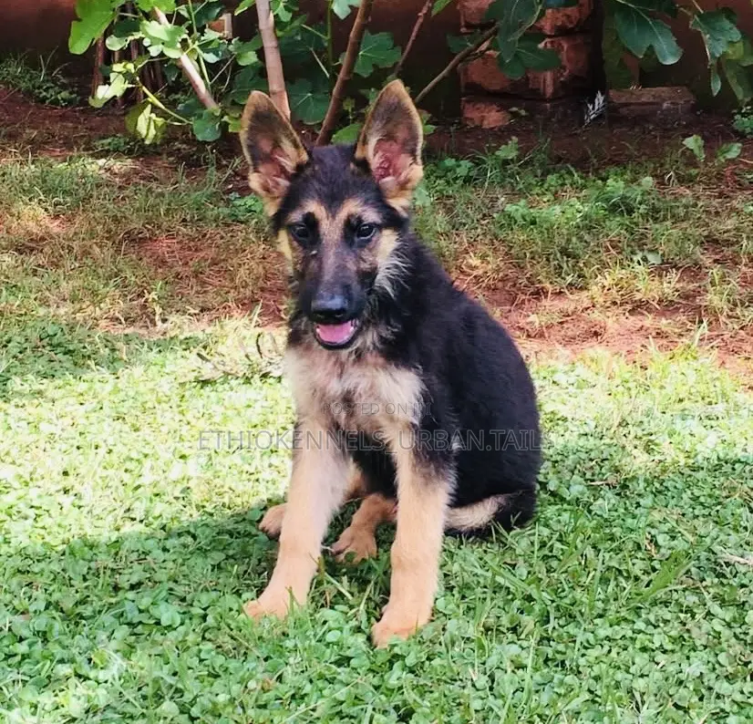 1-3 months Male Purebred German Shepherd