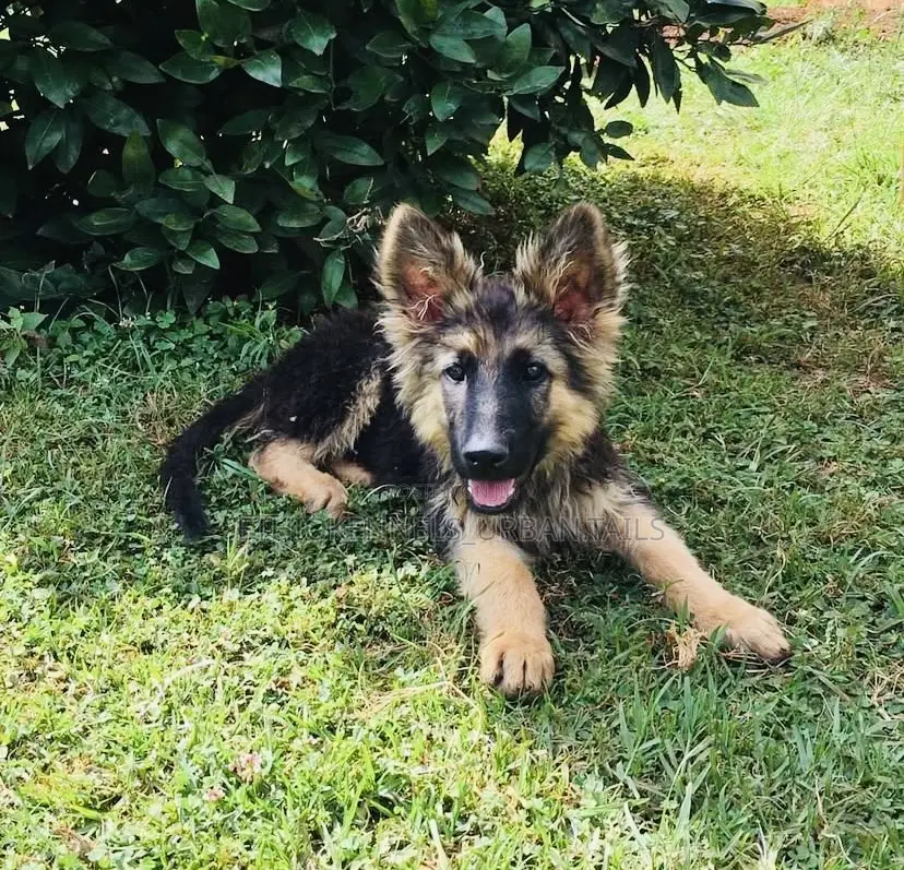 1-3 months Male Purebred German Shepherd