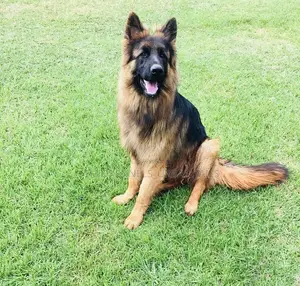 1-3 months Male Purebred German Shepherd