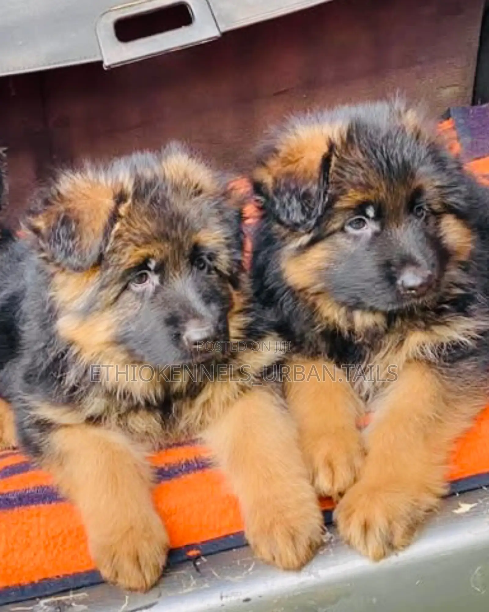 1-3 months Male Purebred German Shepherd