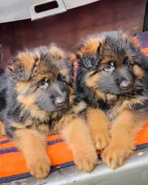 Photo - 1-3 months Male Purebred German Shepherd