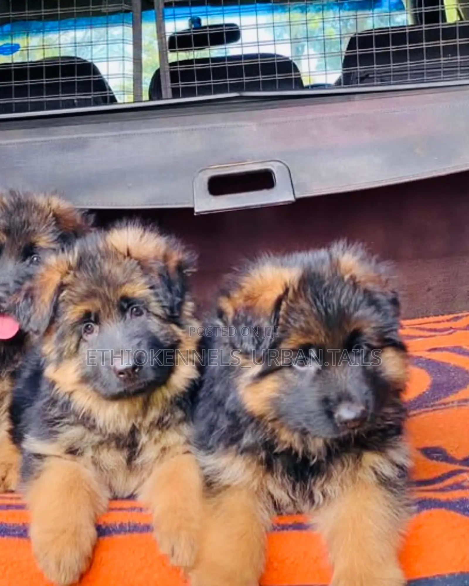 1-3 months Male Purebred German Shepherd