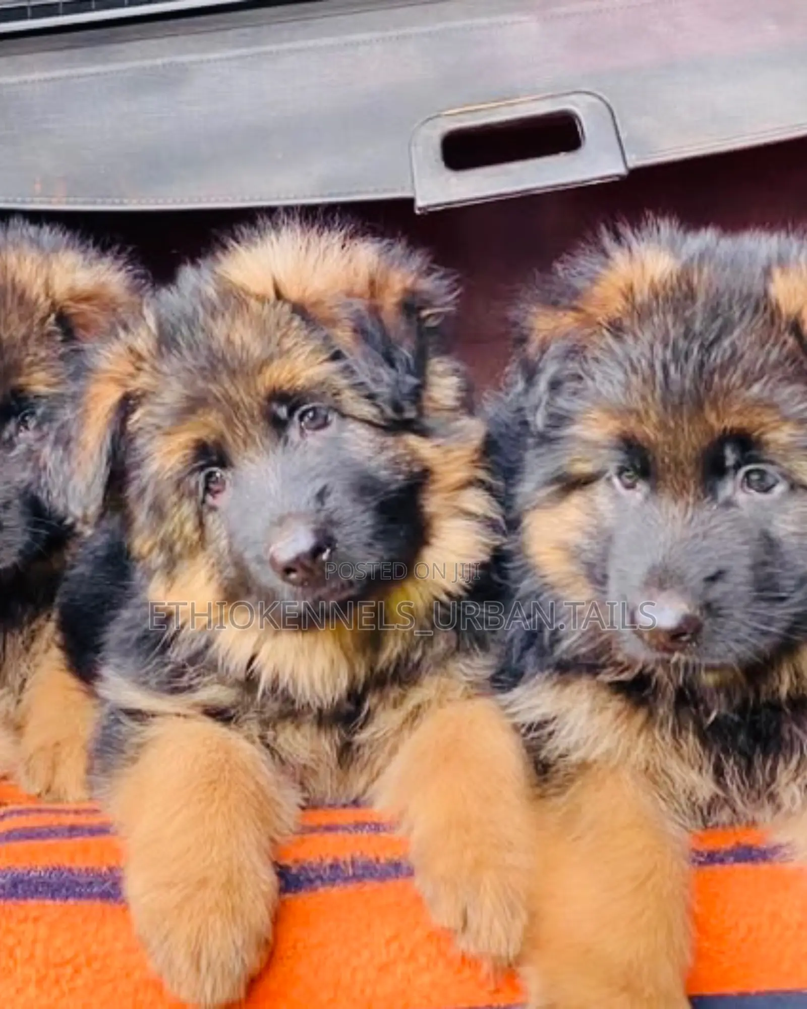 1-3 months Male Purebred German Shepherd