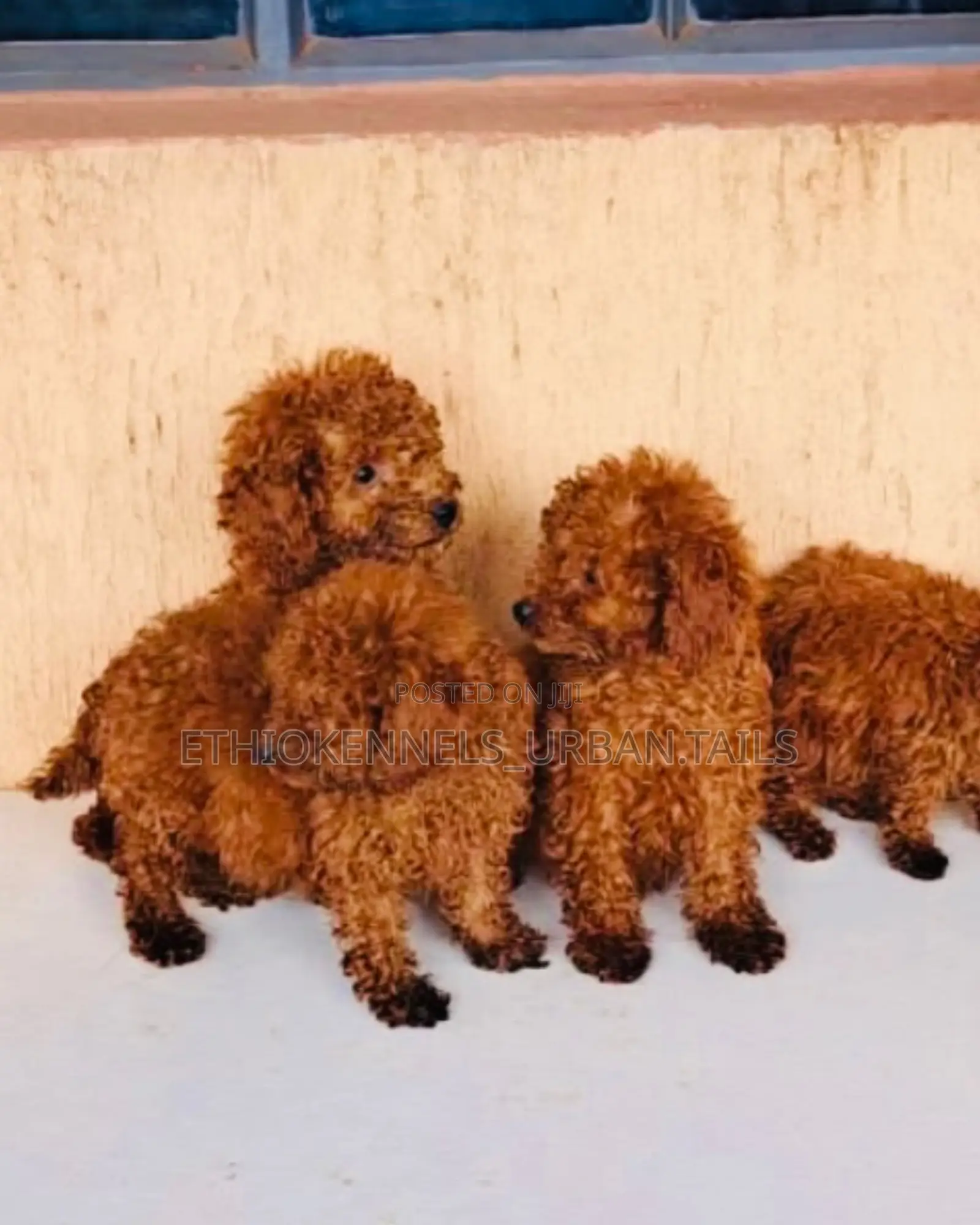 1-3 months Male Purebred Poodle