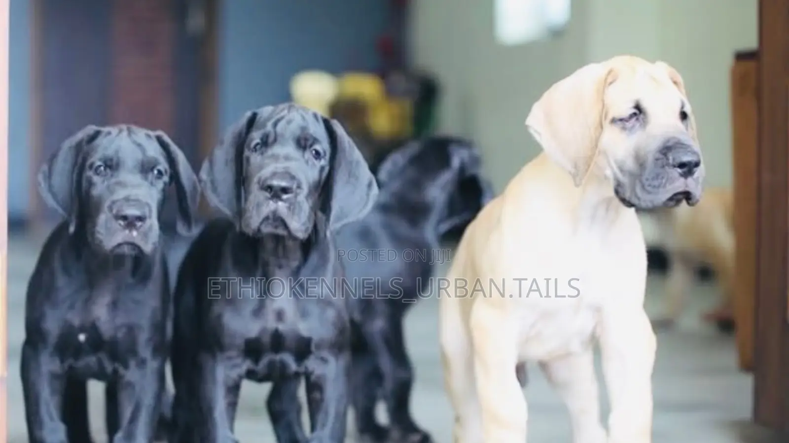 1-3 months Male Purebred Bullmastiff