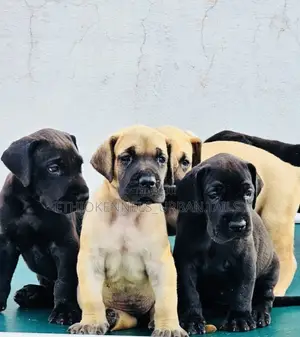 1-3 months Male Purebred Bullmastiff