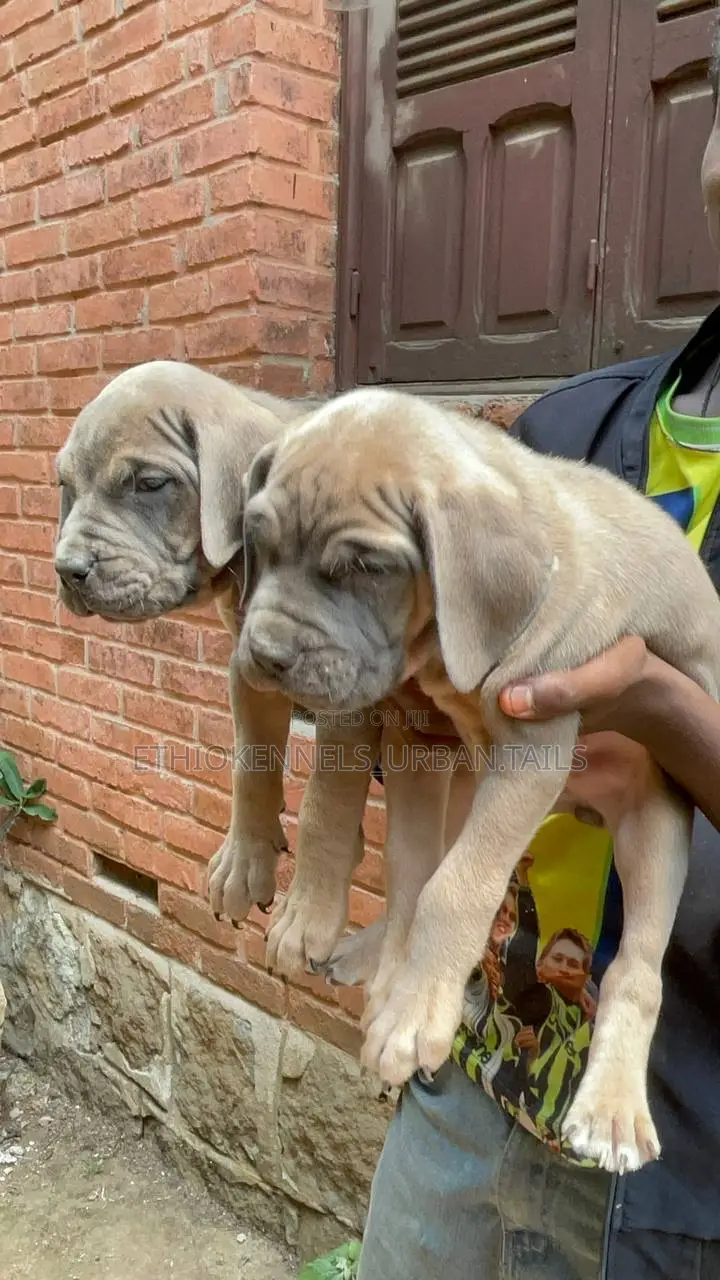 1-3 months Male Purebred Bullmastiff