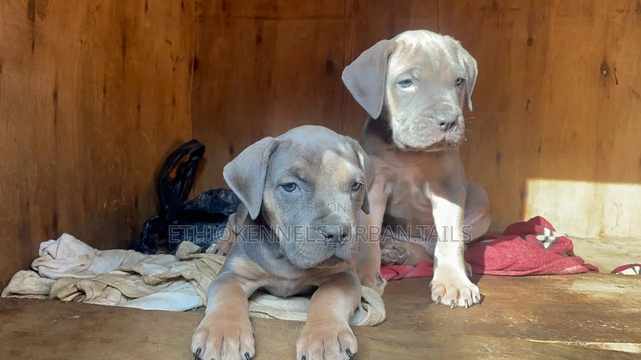 1-3 months Male Purebred Bullmastiff