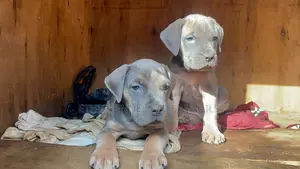 1-3 months Male Purebred Bullmastiff