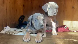 1-3 months Male Purebred Bullmastiff