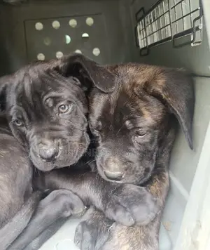 1-3 months Male Purebred Bullmastiff