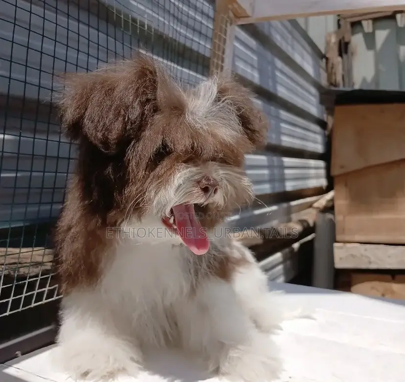 1-3 months Male Purebred Shih Tzu