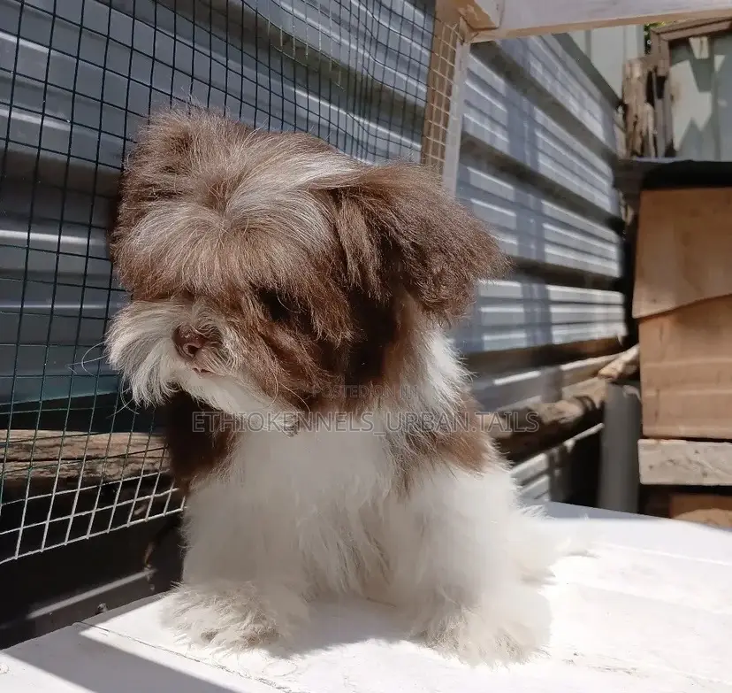 1-3 months Male Purebred Shih Tzu