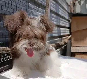 1-3 months Male Purebred Shih Tzu