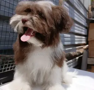 Photo - 1-3 months Male Purebred Shih Tzu