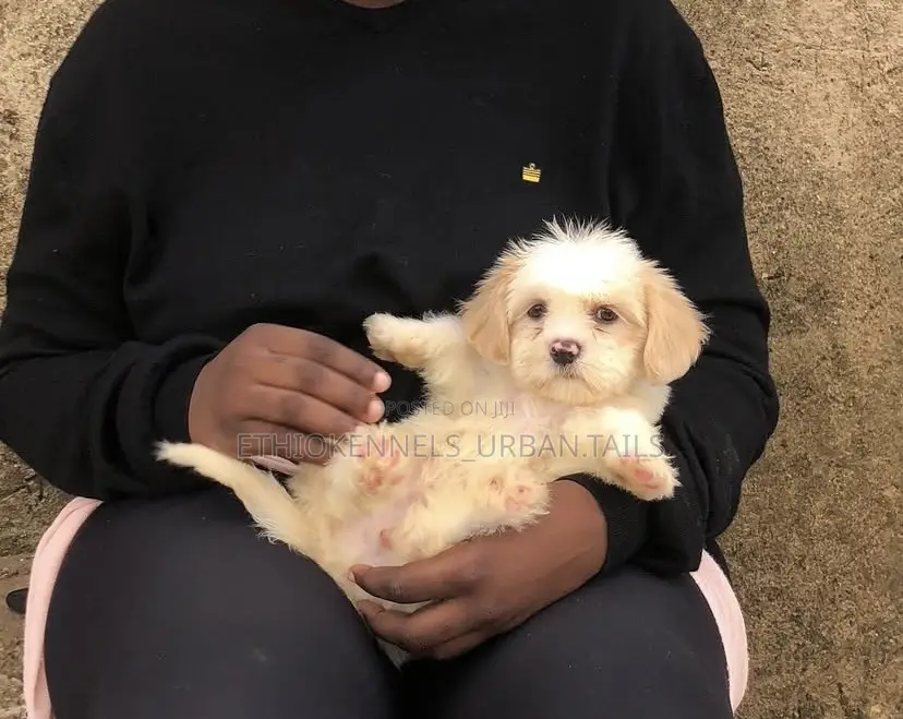 1-3 months Male Mixed Breed Maltese