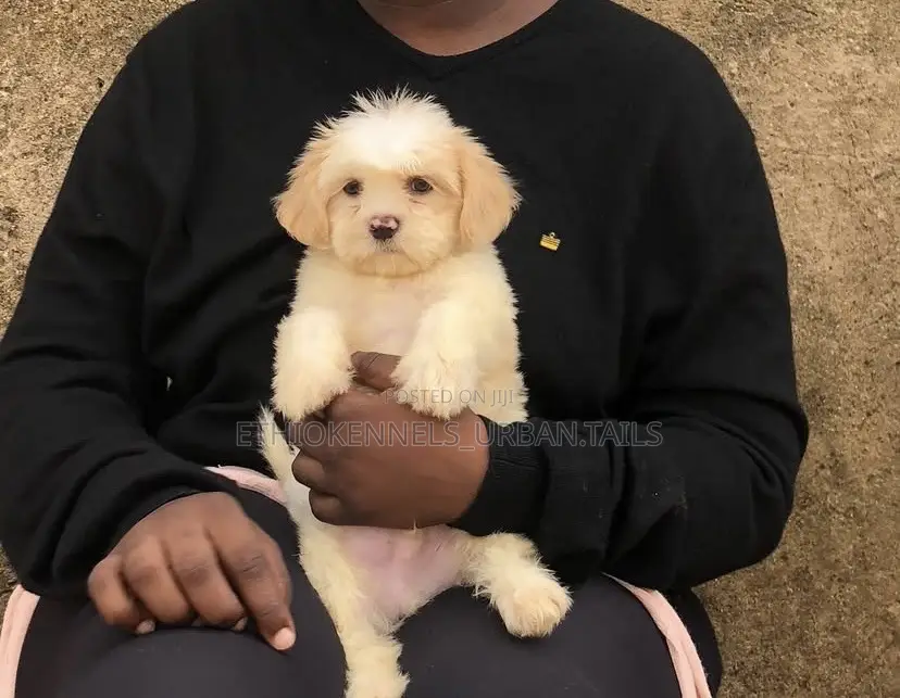 1-3 months Male Mixed Breed Maltese
