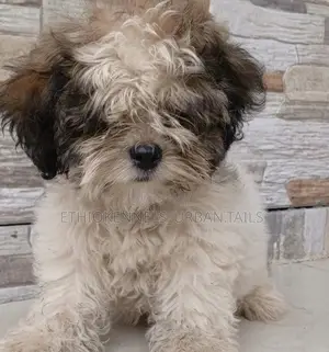 Photo - 1-3 months Male Purebred Shih Tzu