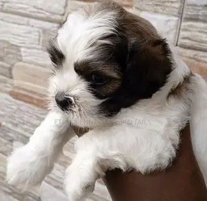 1-3 months Male Purebred Shih Tzu
