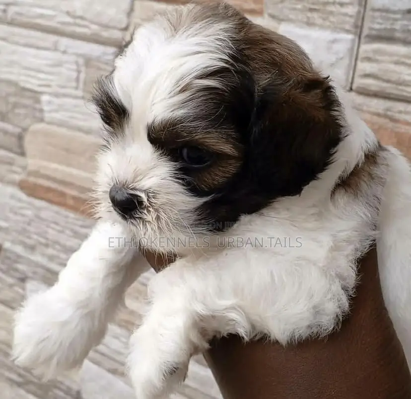 1-3 months Male Purebred Shih Tzu