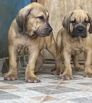 1-3 months Male Purebred Boerboel