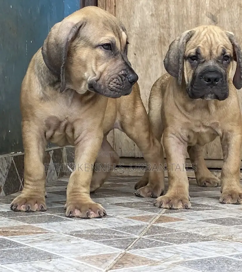 1-3 months Male Purebred Boerboel