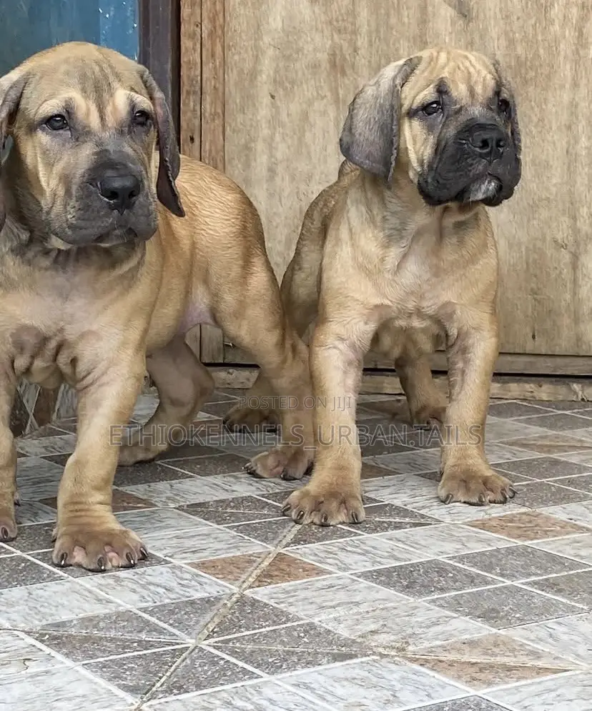 1-3 months Male Purebred Boerboel