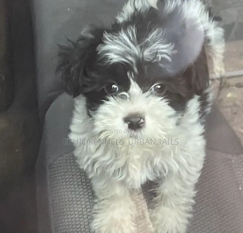 1-3 months Female Mixed Breed Maltese
