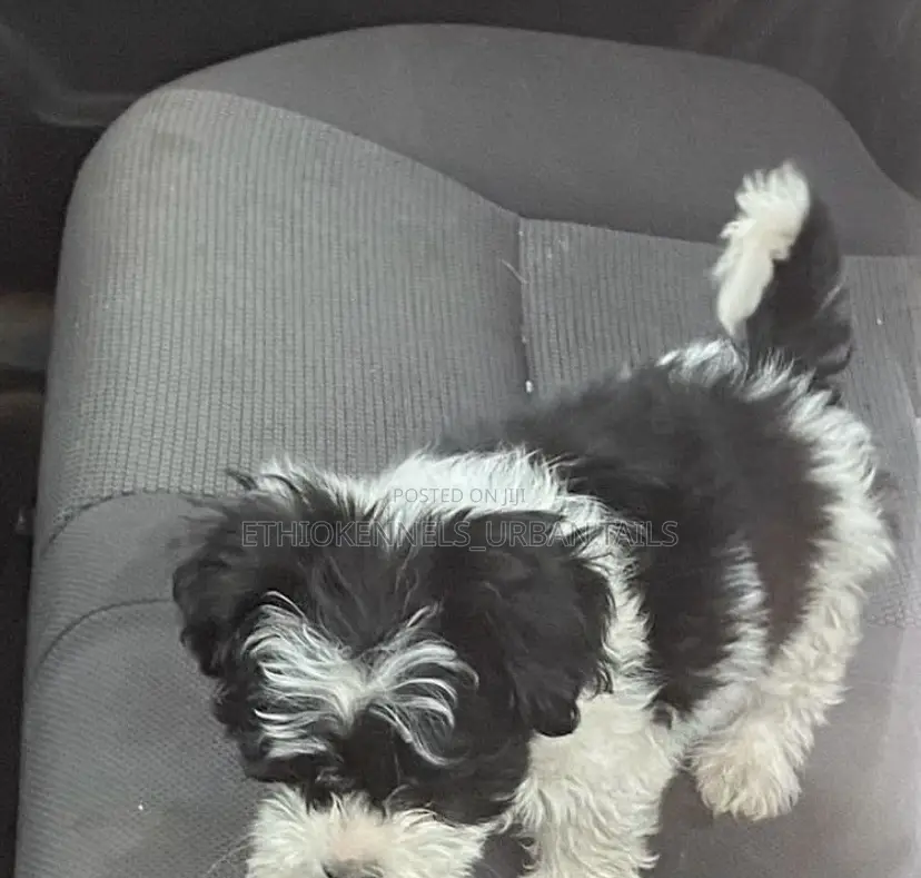 1-3 months Female Mixed Breed Maltese