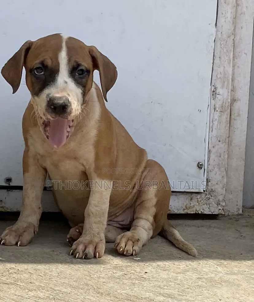 1-3 months Male Purebred American Pit Bull Terrier