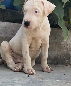 Photo - 1-3 months Male Purebred American Pit Bull Terrier
