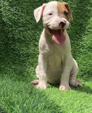 1-3 months Male Purebred American Pit Bull Terrier