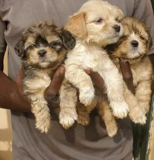 Photo - 1-3 months Male Mixed Breed Maltese Shih Tzu