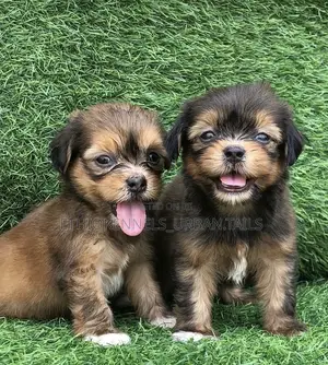 1-3 months Male Mixed Breed Maltese Shih Tzu