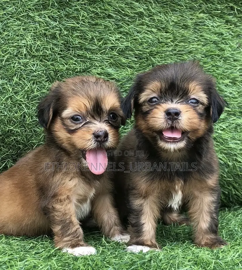 1-3 months Male Mixed Breed Maltese Shih Tzu