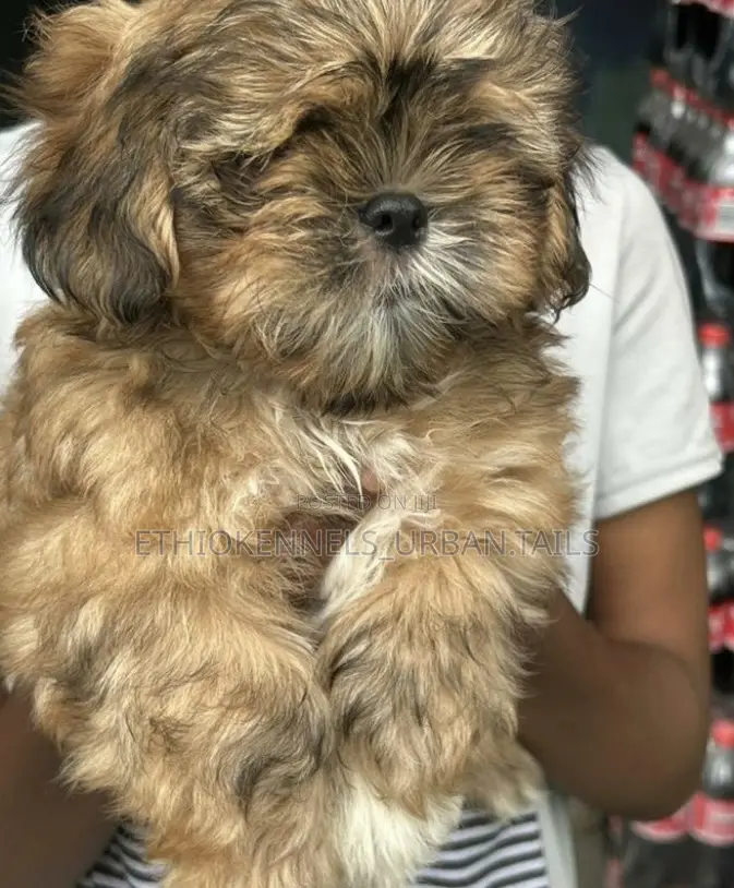 1-3 months Female Mixed Breed Maltese Shih Tzu